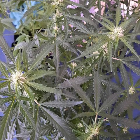 1 Royal Bluematic/ 1 Royal Haze growlog timeline photo