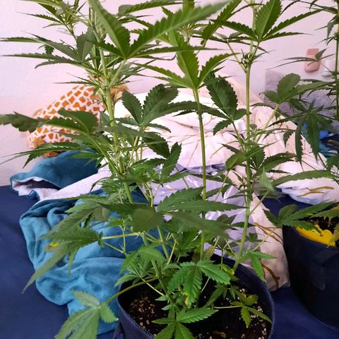 1 Royal Bluematic/ 1 Royal Haze growlog timeline photo