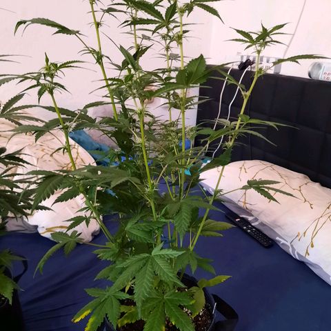 Quick One growlog timeline photo