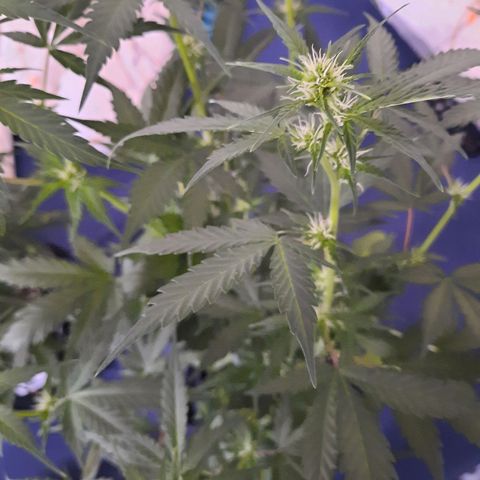 Quick One growlog timeline photo