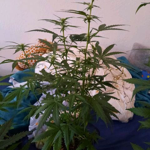 Quick One growlog timeline photo