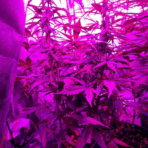 1 Royal Bluematic/ 1 Royal Haze growlog timeline photo