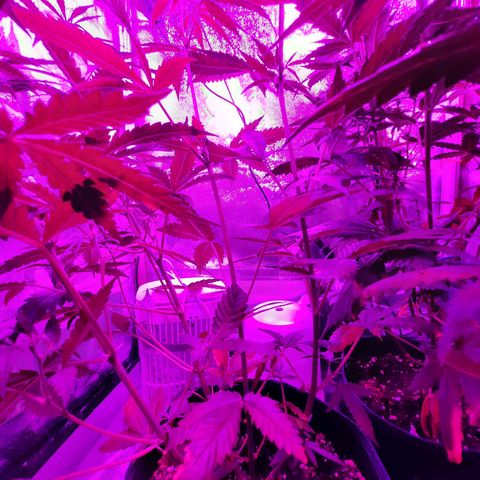 1 Royal Bluematic/ 1 Royal Haze growlog timeline photo