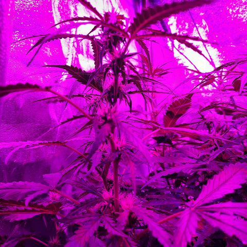 1 Royal Bluematic/ 1 Royal Haze growlog timeline photo