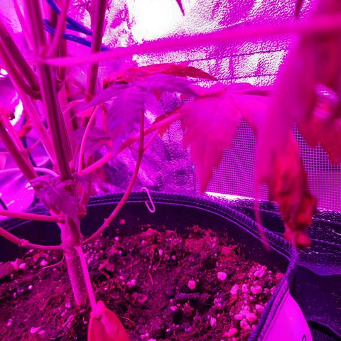 Quick One growlog timeline photo