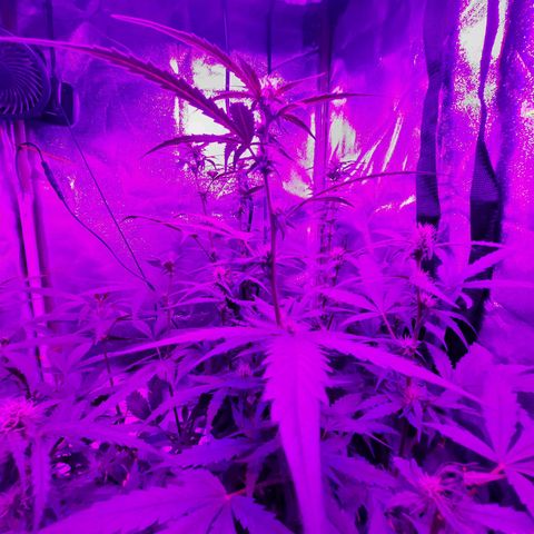 Quick One growlog timeline photo