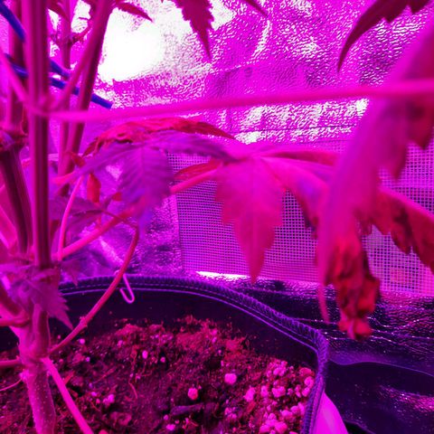 Quick One growlog timeline photo