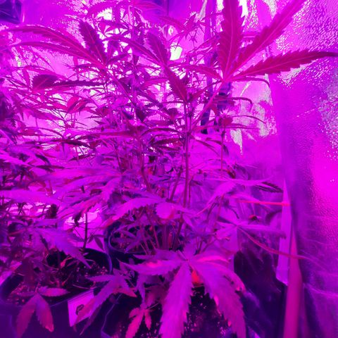 Quick One growlog timeline photo