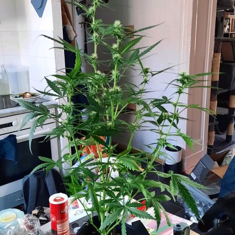 Quick One growlog timeline photo