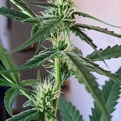 Quick One growlog timeline photo