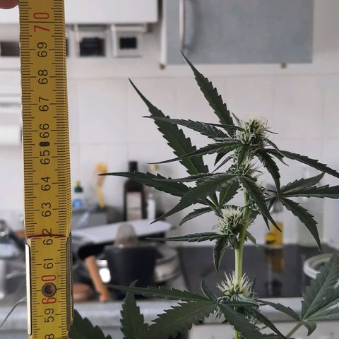 Quick One growlog timeline photo