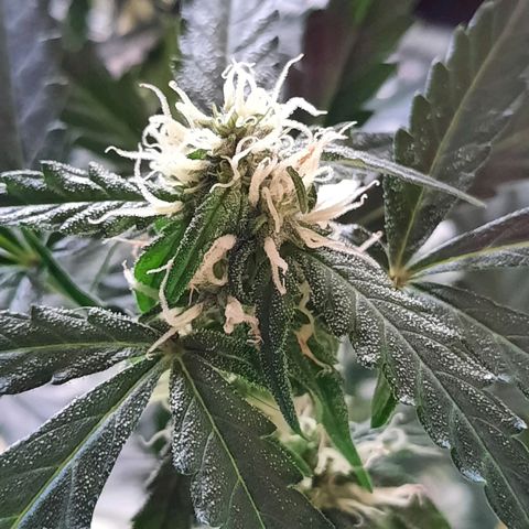 1 Royal Bluematic/ 1 Royal Haze growlog timeline photo
