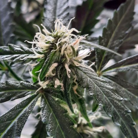 1 Royal Bluematic/ 1 Royal Haze growlog timeline photo