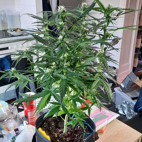1 Royal Bluematic/ 1 Royal Haze growlog timeline photo