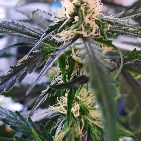 1 Royal Bluematic/ 1 Royal Haze growlog timeline photo