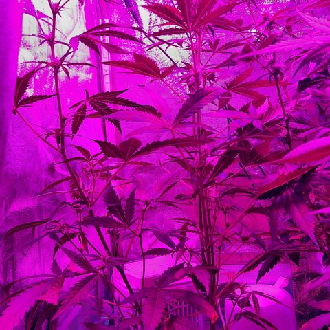 1 Royal Bluematic/ 1 Royal Haze growlog timeline photo