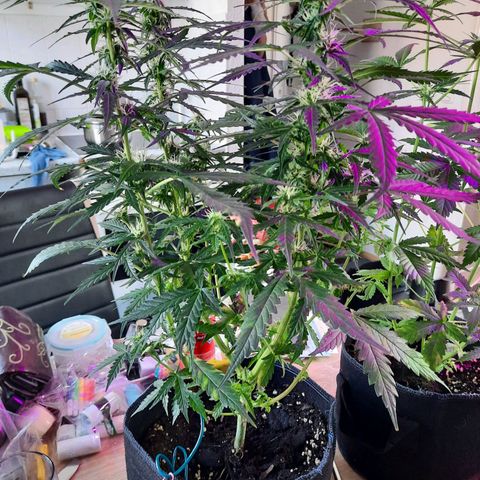1 Royal Bluematic/ 1 Royal Haze growlog timeline photo
