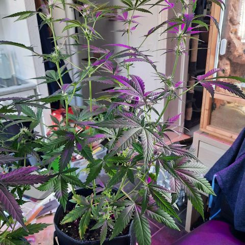 1 Royal Bluematic/ 1 Royal Haze growlog timeline photo