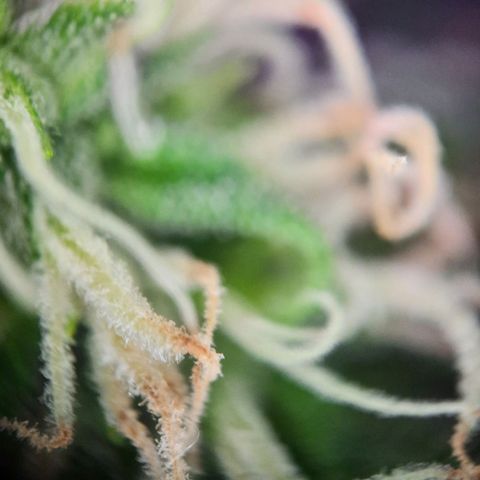 1 Royal Bluematic/ 1 Royal Haze growlog timeline photo