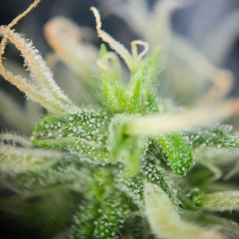 1 Royal Bluematic/ 1 Royal Haze growlog timeline photo