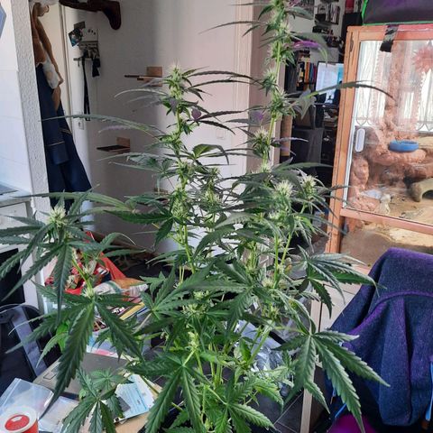 Quick One growlog timeline photo