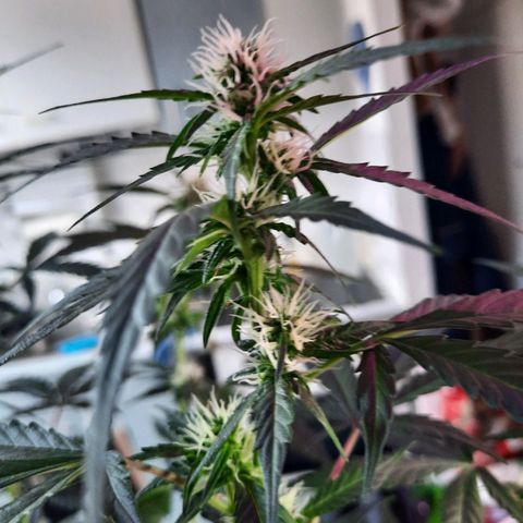 Quick One growlog timeline photo