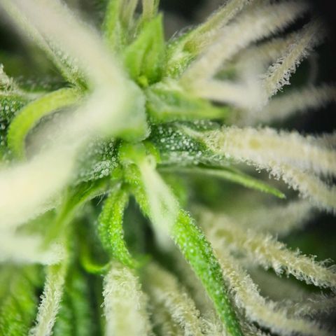 Quick One growlog timeline photo