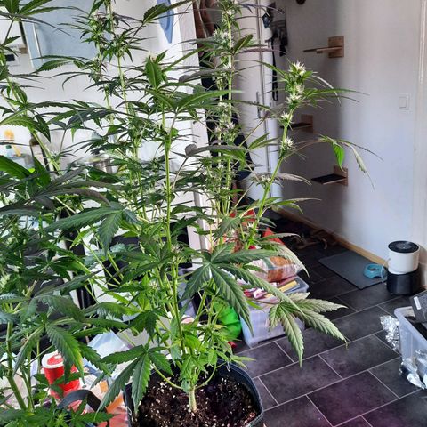 Quick One growlog timeline photo