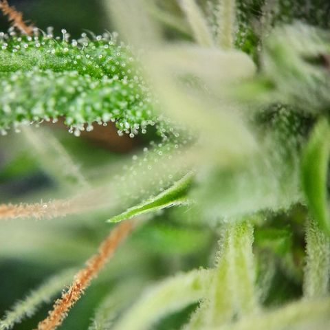 Quick One growlog timeline photo