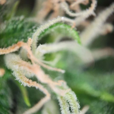 1 Royal Bluematic/ 1 Royal Haze growlog timeline photo