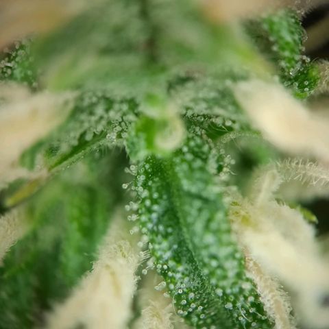1 Royal Bluematic/ 1 Royal Haze growlog timeline photo