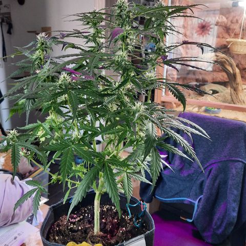 1 Royal Bluematic/ 1 Royal Haze growlog timeline photo