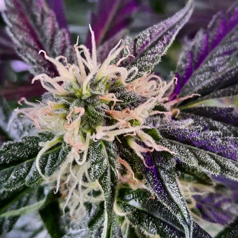 1 Royal Bluematic/ 1 Royal Haze growlog timeline photo