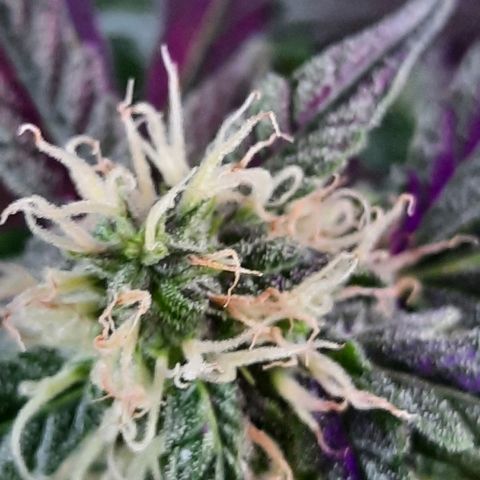 1 Royal Bluematic/ 1 Royal Haze growlog timeline photo