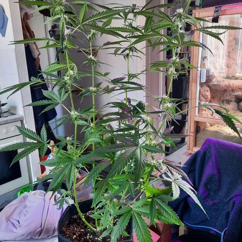 1 Royal Bluematic/ 1 Royal Haze growlog timeline photo