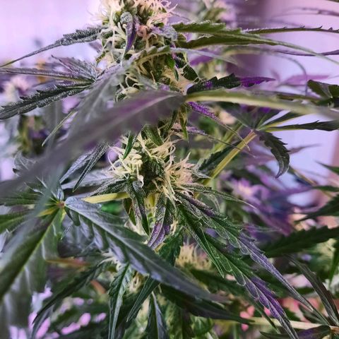1 Royal Bluematic/ 1 Royal Haze growlog timeline photo