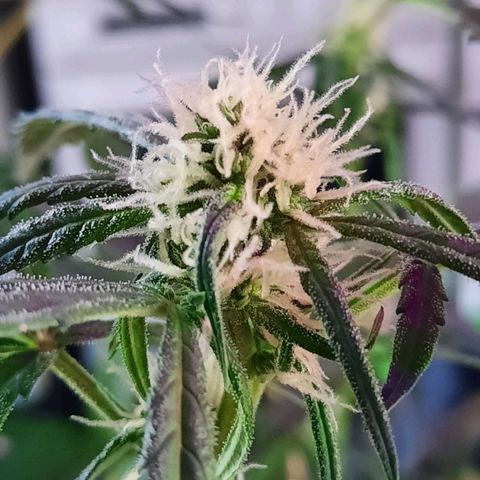 1 Royal Bluematic/ 1 Royal Haze growlog timeline photo
