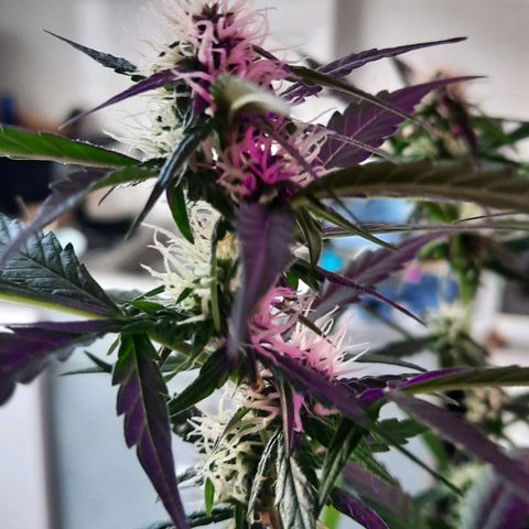 Quick One growlog timeline photo