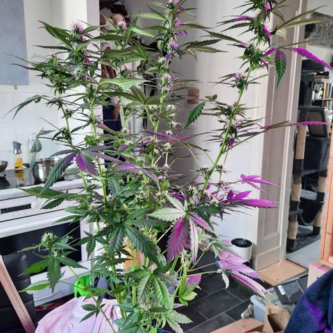 Quick One growlog timeline photo