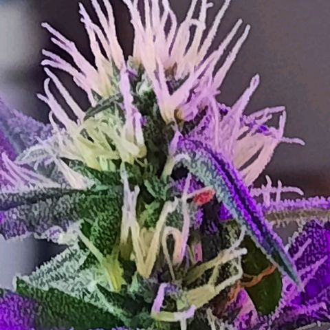 Quick One growlog timeline photo
