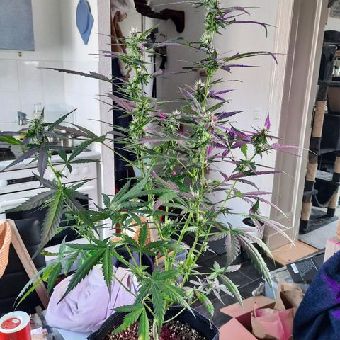 Quick One growlog timeline photo