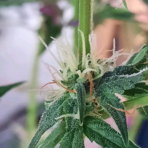 Quick One growlog timeline photo