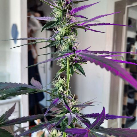 Quick One growlog timeline photo