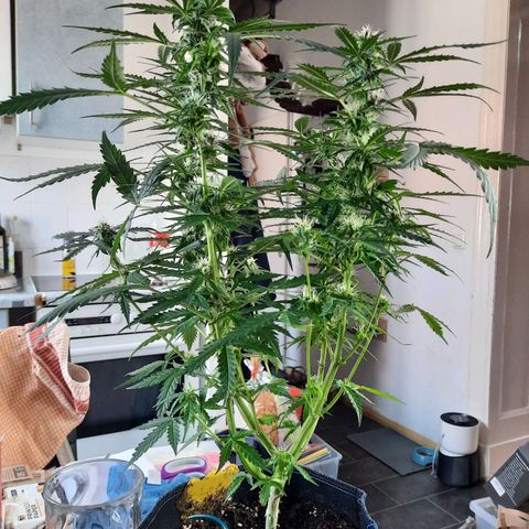 1 Royal Bluematic/ 1 Royal Haze growlog timeline photo