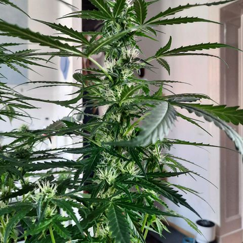 1 Royal Bluematic/ 1 Royal Haze growlog timeline photo