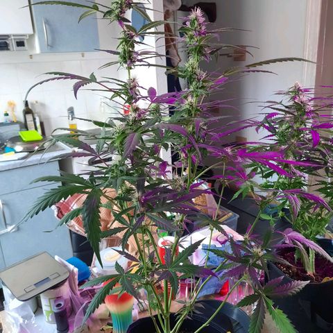 Quick One growlog timeline photo