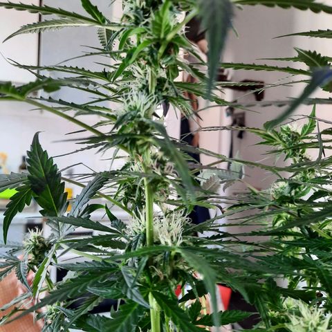 Quick One growlog timeline photo
