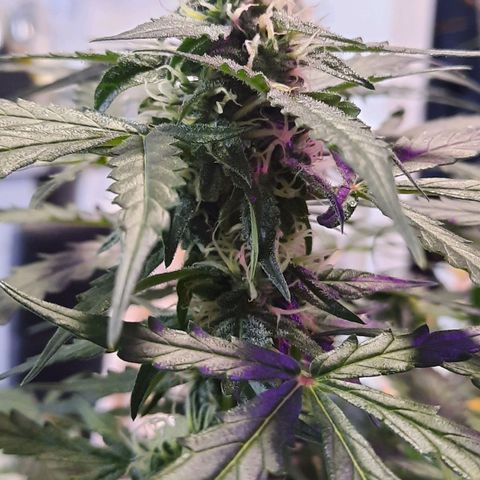 1 Royal Bluematic/ 1 Royal Haze growlog timeline photo