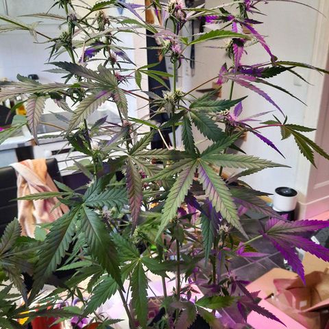 1 Royal Bluematic/ 1 Royal Haze growlog timeline photo