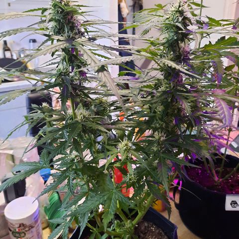 1 Royal Bluematic/ 1 Royal Haze growlog timeline photo
